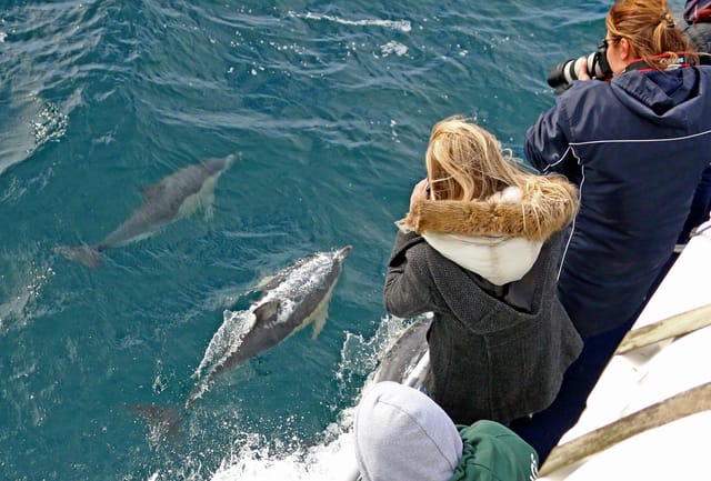 Spot Dolphins and Whales on a Phillip Island Cruise - Photo 1 of 7